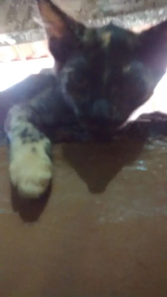 Gato ra a escaminhas idade 2 a 6 meses nome Beibidol