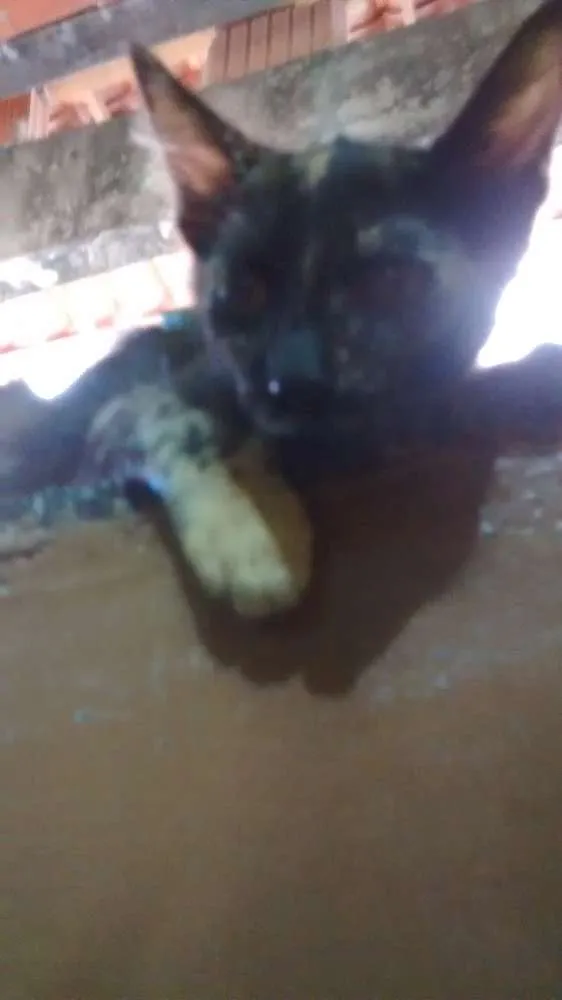 Gato ra a escaminhas idade 2 a 6 meses nome Beibidol