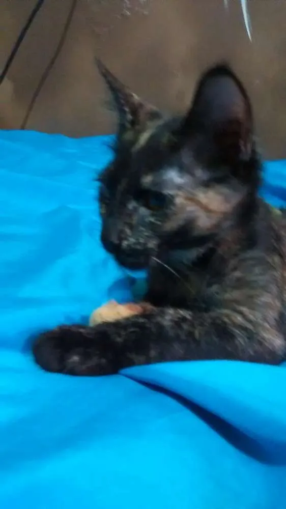 Gato ra a escaminhas idade 2 a 6 meses nome Beibidol