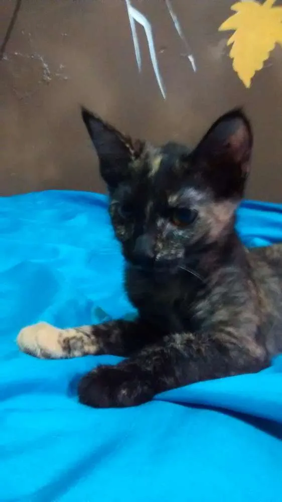 Gato ra a escaminhas idade 2 a 6 meses nome Beibidol