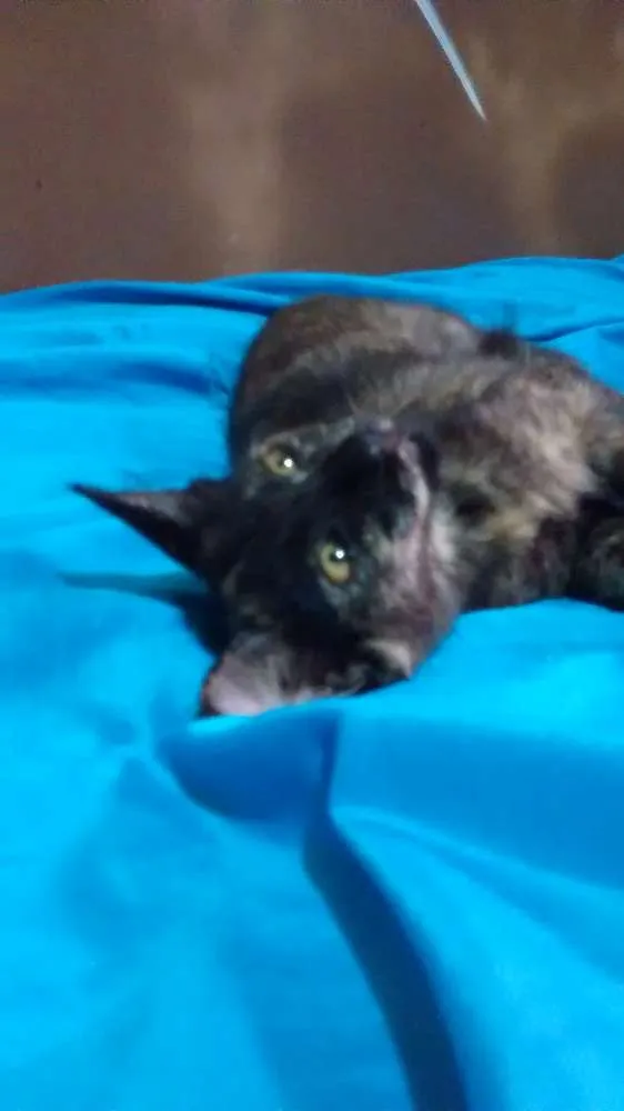 Gato ra a escaminhas idade 2 a 6 meses nome Beibidol