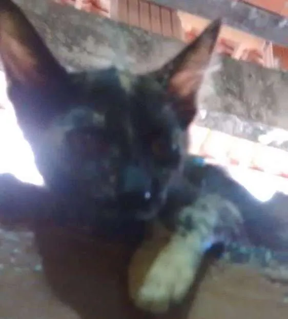 Gato ra a escaminhas idade 2 a 6 meses nome Beibidol