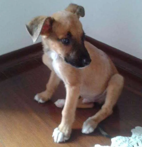 Cachorro ra a SRD idade Abaixo de 2 meses nome sem nome