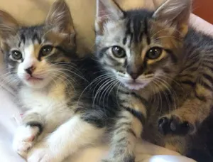 Gato raça Vira lata idade 2 a 6 meses nome Nini e Frau