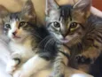 Nini e Frau