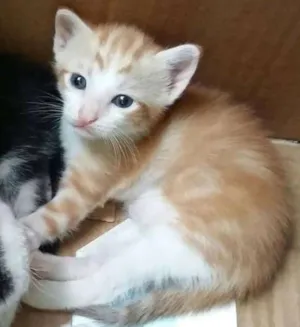 Gato raça Srd idade Abaixo de 2 meses nome Clara