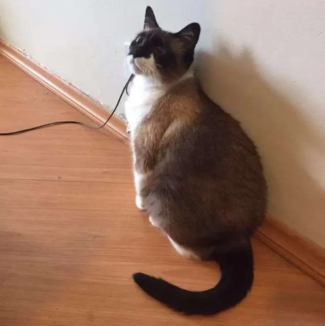 Gato ra a SRD idade 2 anos nome Slip