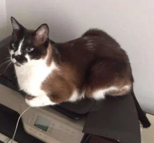 Gato raça SRD idade 3 anos nome Gatinha