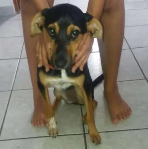 Cachorro raça Vira-lata idade 7 a 11 meses nome Pantera