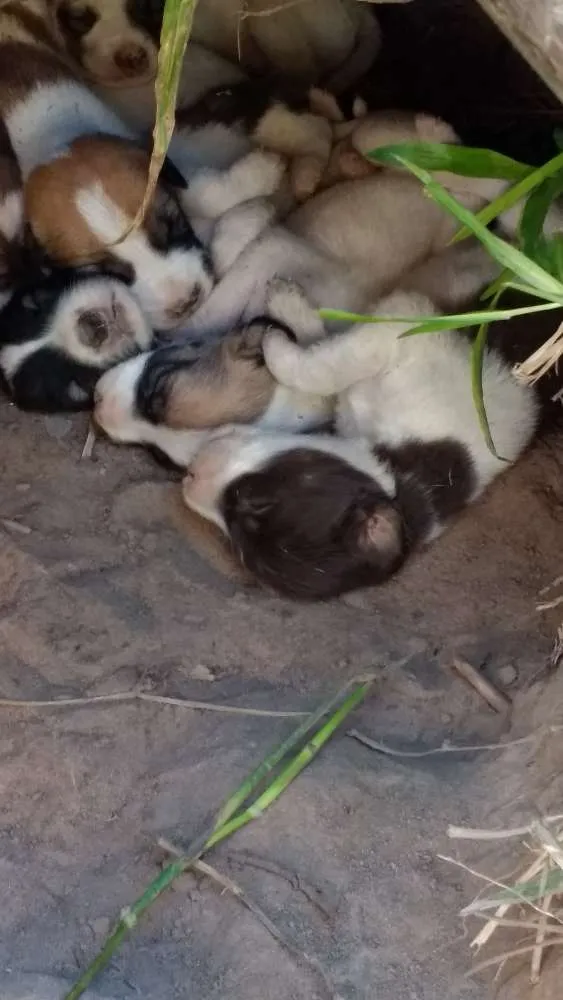 Cachorro raça Sem raça devinida idade Abaixo de 2 meses nome Ainda não possui