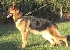 Cachorro raça mestiça idade 2 anos nome Duda