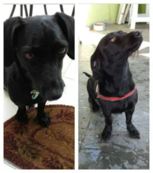 Cachorro raça SRD idade 4 anos nome Pretinha
