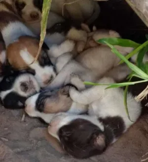 Cachorro raça Sem raça devinida idade Abaixo de 2 meses nome Ainda não possui