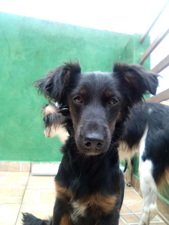 Cachorro ra a Vira lata idade 7 a 11 meses nome Lili