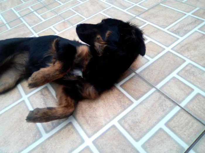 Cachorro ra a Vira lata idade 7 a 11 meses nome Lili