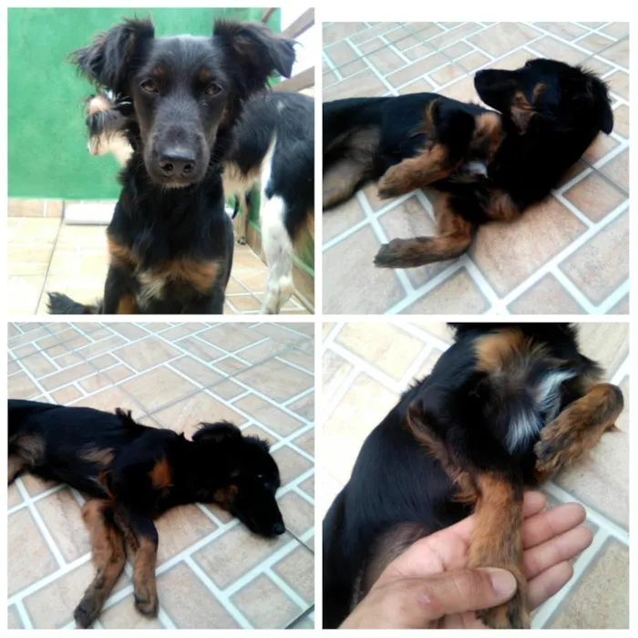 Cachorro ra a Vira lata idade 7 a 11 meses nome Lili