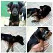 Cachorro raça Vira lata idade 7 a 11 meses nome Lili