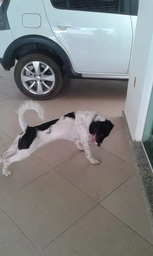 Cachorro raça RND idade 2 a 6 meses nome Bethovem