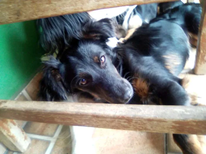 Cachorro ra a Vira lata idade 7 a 11 meses nome Lili