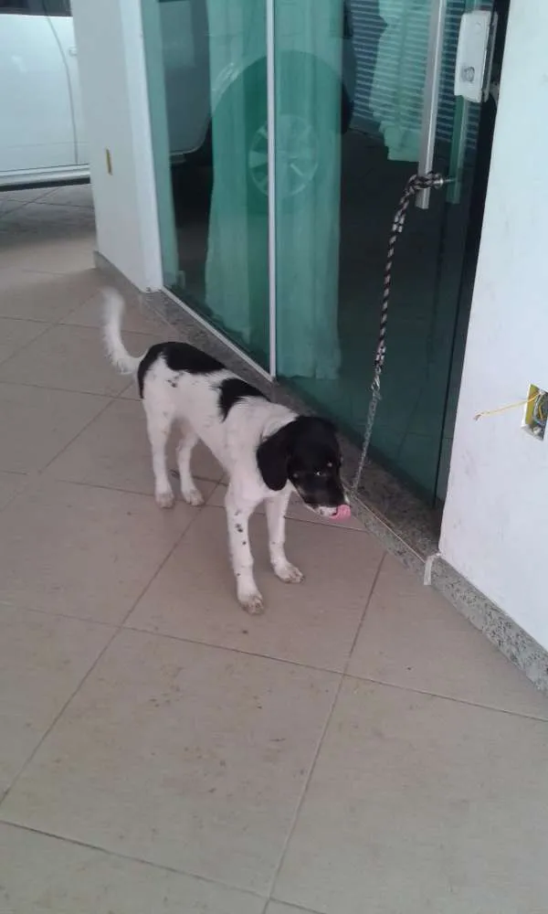 Cachorro raça RND idade 2 a 6 meses nome Bethovem