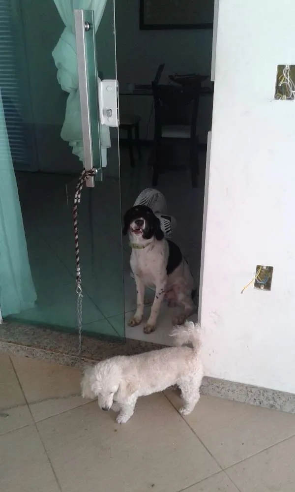 Cachorro raça RND idade 2 a 6 meses nome Bethovem