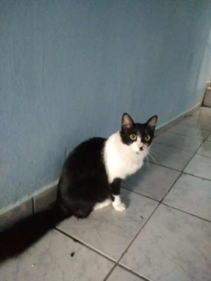 Gato ra a Vira lata com angorá idade 1 ano nome Sophia