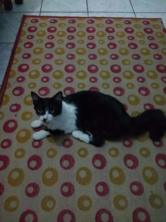 Gato ra a Vira lata com angorá idade 1 ano nome Sophia