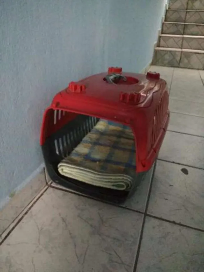 Gato ra a Vira lata com angorá idade 1 ano nome Sophia