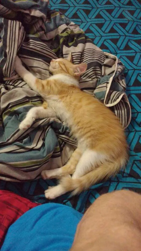 Gato raça  idade 7 a 11 meses nome TOM