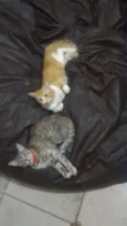 TOM