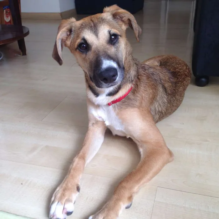 Cachorro ra a SRD idade 1 ano nome Dalila