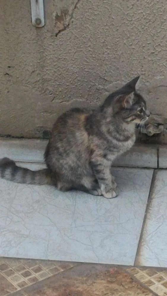 Gato raça  idade 7 a 11 meses nome MIGUILITA