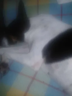 Cachorro raça Vira lata idade 3 anos nome Princesa