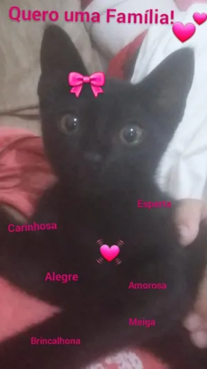 Gato raça Gato  idade 2 a 6 meses nome Paty
