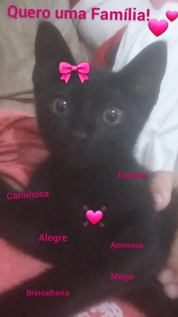 Gato ra a Gato  idade 2 a 6 meses nome Paty