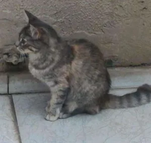Gato raça  idade 7 a 11 meses nome MIGUILITA