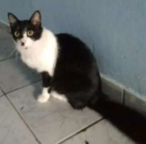 Gato raça Vira lata com angorá idade 1 ano nome Sophia