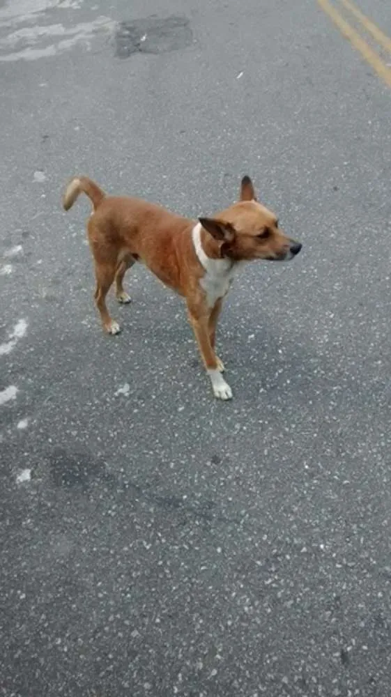 Cachorro ra a vira lata idade 1 ano nome sem nome