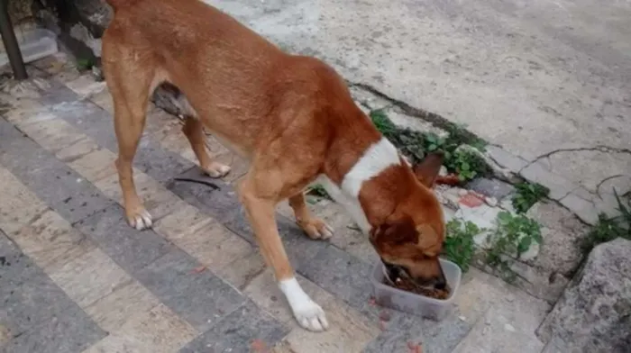 Cachorro ra a vira lata idade 1 ano nome sem nome