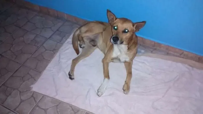 Cachorro ra a vira lata idade 1 ano nome sem nome