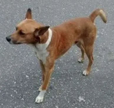 Cachorro ra a vira lata idade 1 ano nome sem nome