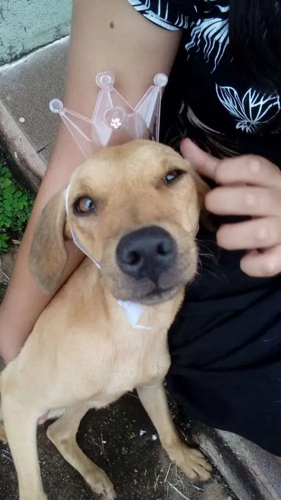 Cachorro ra a  idade  nome Nina