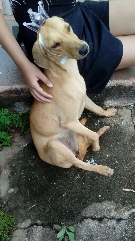 Cachorro ra a  idade  nome Nina
