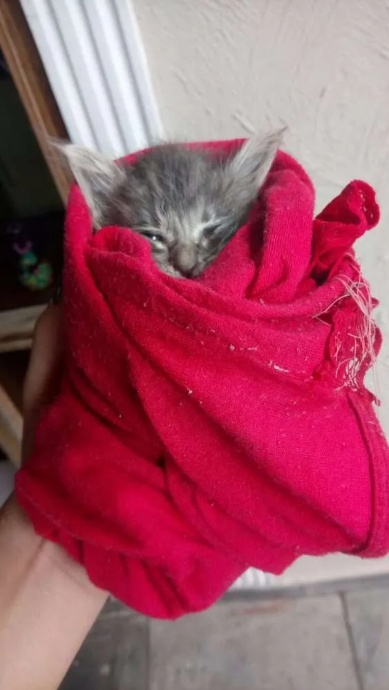 Gato ra a Viralata idade Abaixo de 2 meses nome Prince