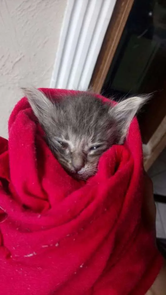 Gato ra a Viralata idade Abaixo de 2 meses nome Prince