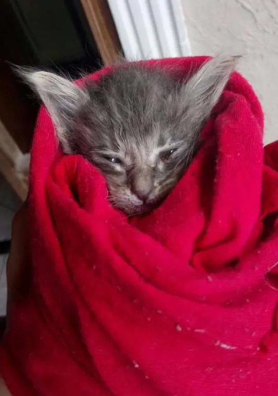 Gato ra a Viralata idade Abaixo de 2 meses nome Prince