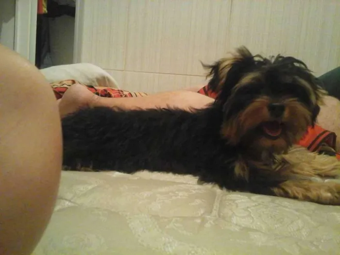 Cachorro ra a Yorkshire idade 1 ano nome Mel