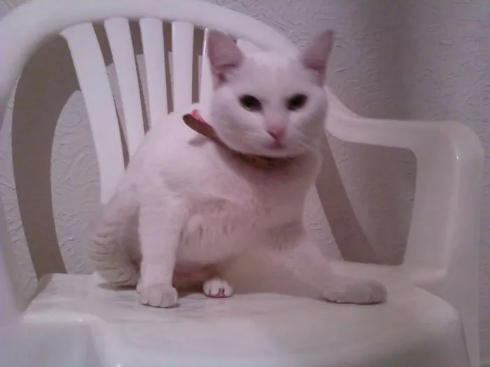 Gato ra a mestiça angôra idade 1 ano nome DIMI