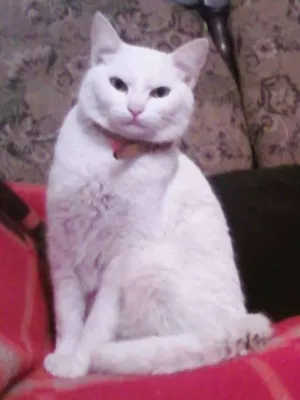 Gato raça mestiça angôra idade 1 ano nome DIMI