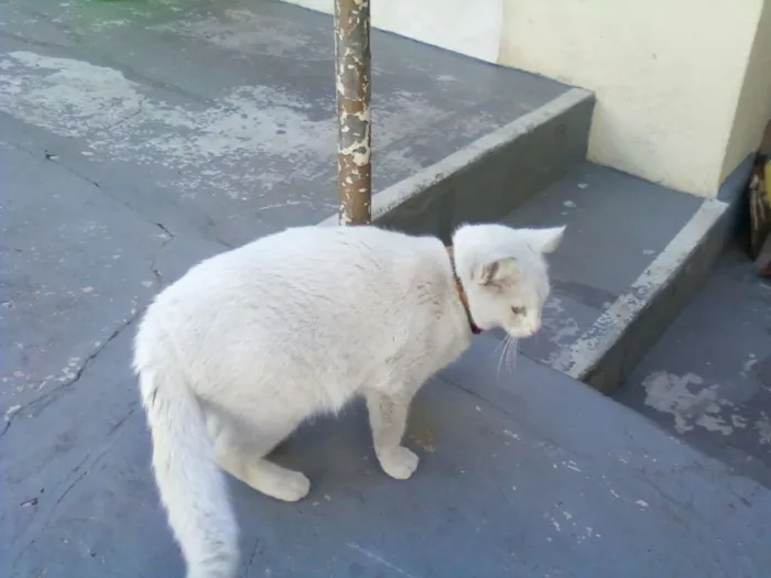Gato ra a mestiça angôra idade 1 ano nome DIMI